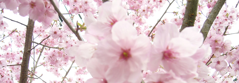 メインイメージ 推奨サイズW800×280px